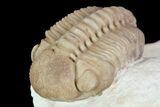 Detailed, Long Kainops Trilobite - Oklahoma #95688-5